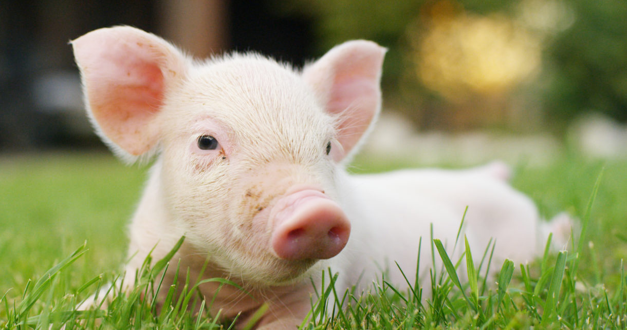 In 2022, we kept working to make a kinder world for farmed animals