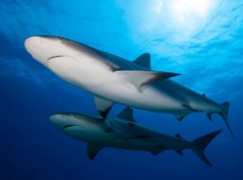 Breaking: Major wins for sharks and other wild animals in key legislative package
