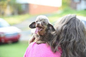 Rescued breeder dog lived a full, loving life after she was saved