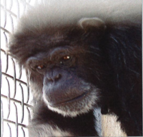 Judge rules that NIH’s refusal to move chimps from a New Mexico laboratory to Chimp Haven sanctuary violates federal law