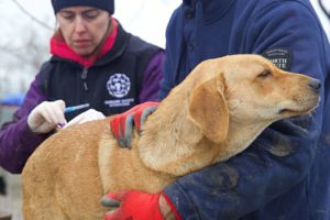 As harsh winter arrives and nearby war continues, here’s how we’re helping homeless animals in Romania