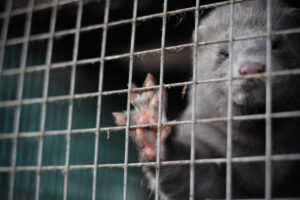 It’s time to put an end to mink farming 