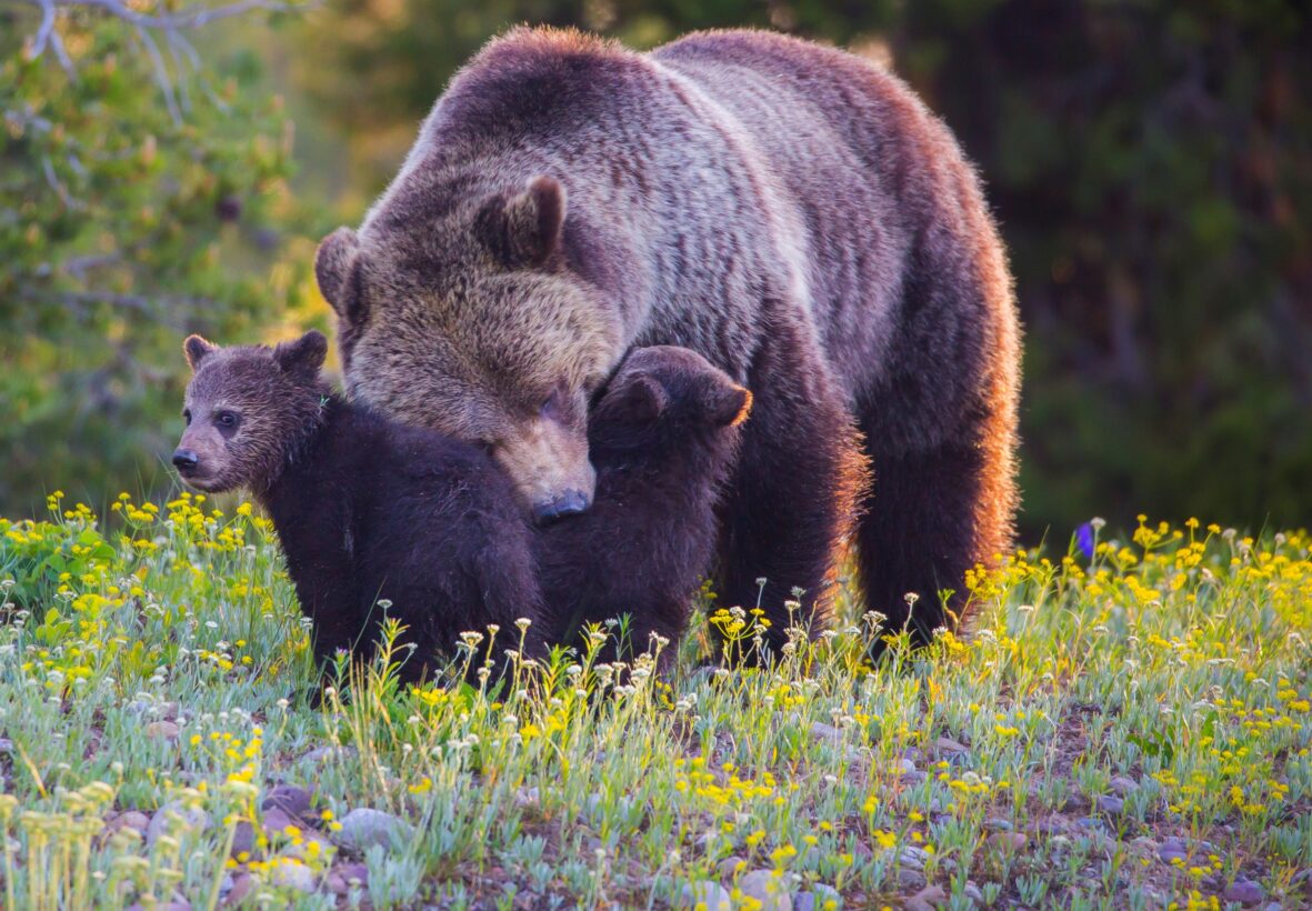 This is no time to strip endangered species protections from grizzly bears