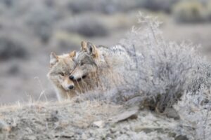 This state’s draft wolf plan spells disaster for wolves