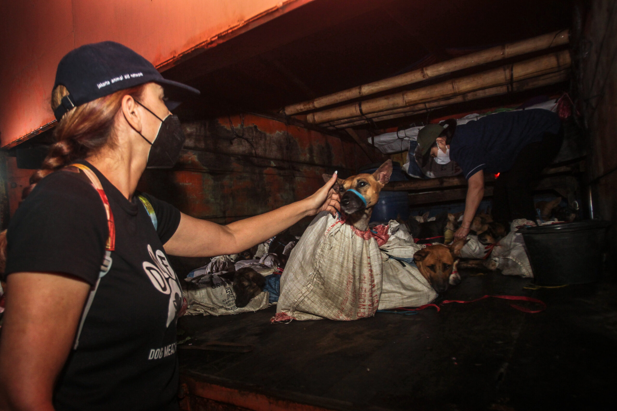 Dalam kemenangan besar bagi hewan, ibu kota Indonesia melarang perdagangan daging anjing dan kucing · Humane World