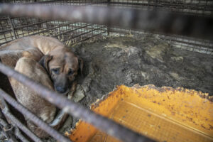 Nearly 200 dogs saved from slaughter as HSI shuts down 18th dog meat farm