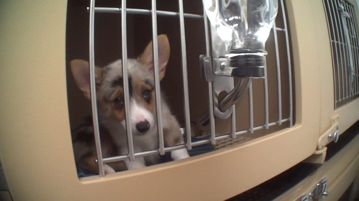 Major win: 450 local communities have banned the sale of puppies in pet stores