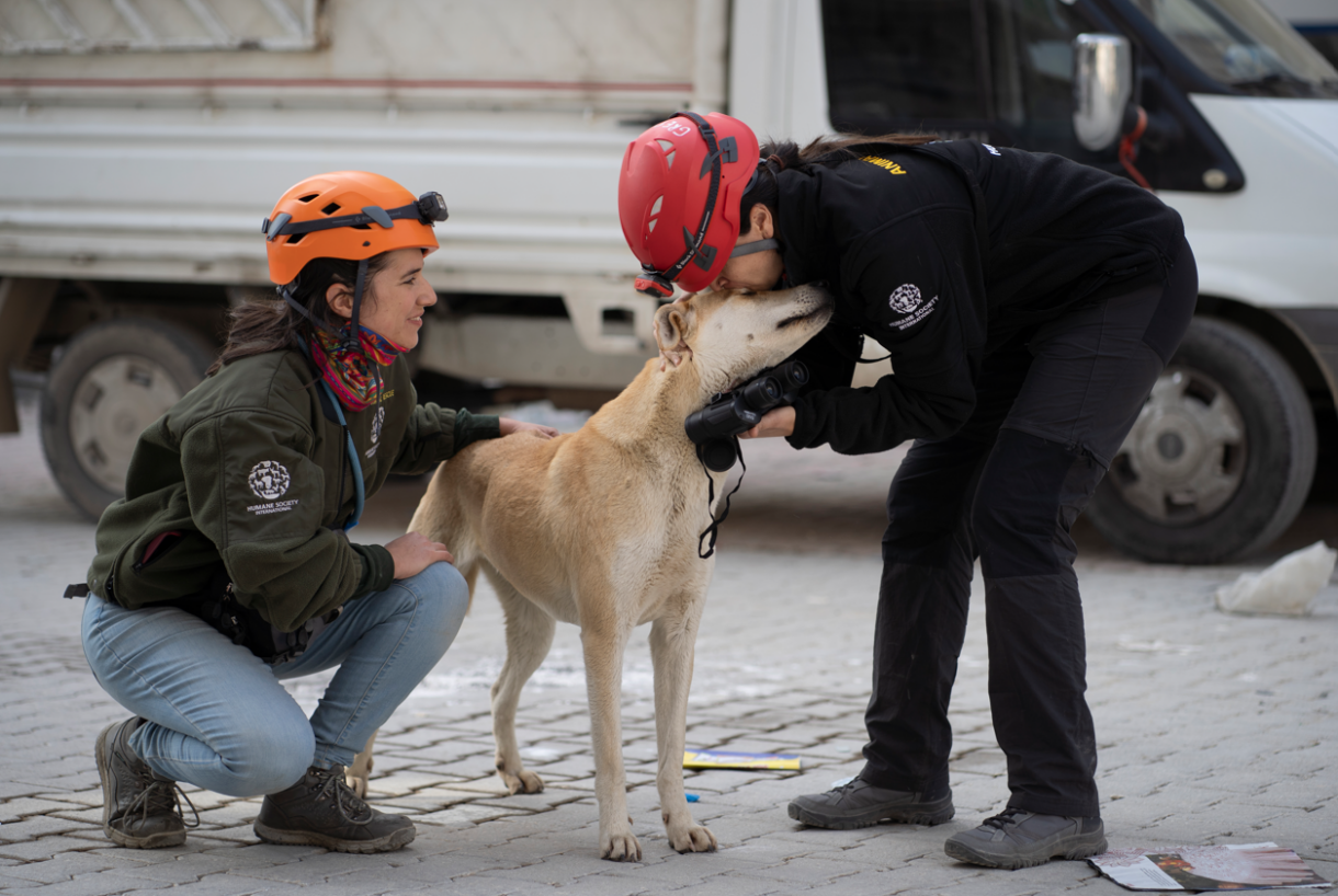Rescuing and reuniting animals after Türkiye’s devastating earthquakes