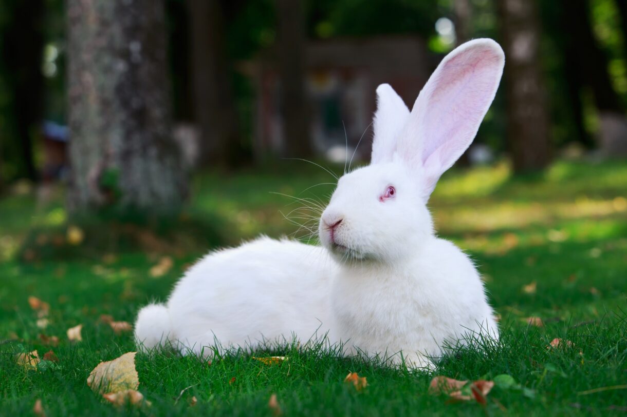 A decade’s worth of wins against cosmetics animal testing