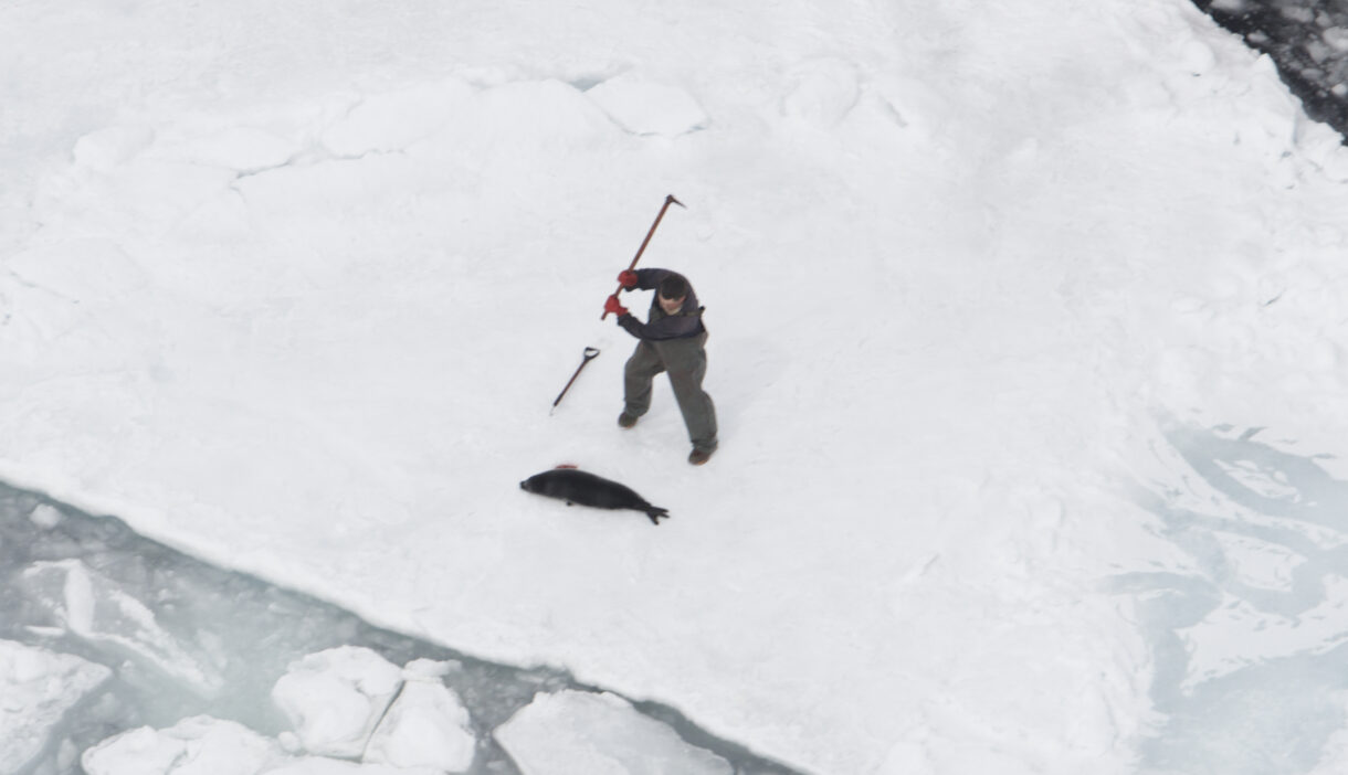 We’ve been fighting Canada’s brutal seal hunt for decades. We aren’t about to stop.
