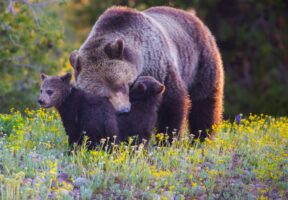 Breaking: New threats to grizzlies, wolves and Endangered Species Act emerge in Congress