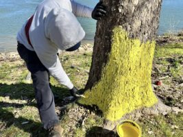 Why painted tree trunks are a sign of progress for animals