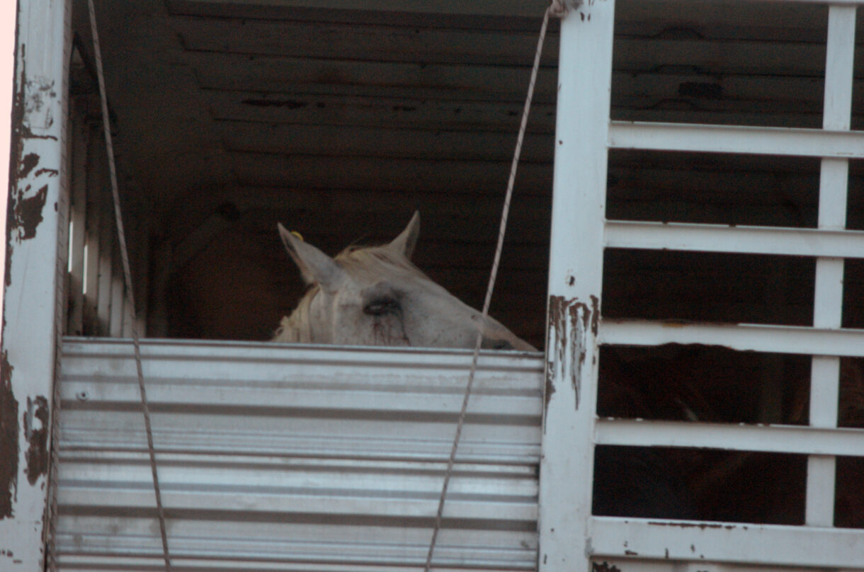 There is simply no way to make horse slaughter humane