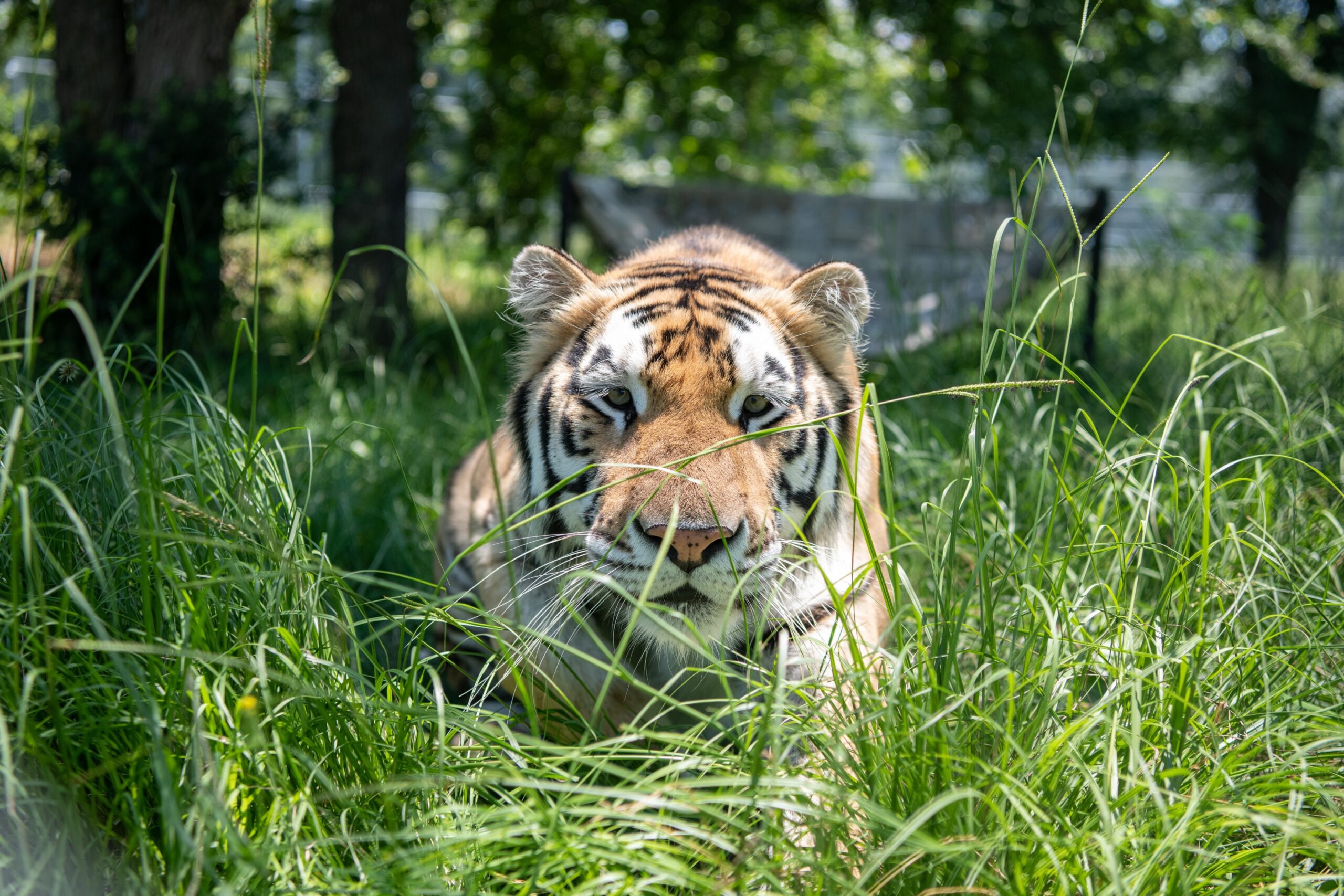 Sanctuary Rescues Pet Tigers, New Born Cub and Lions from Private Backyard  After Owner Dies - One Green Planet