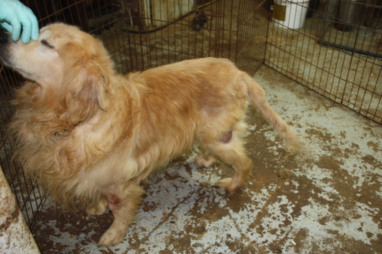 7,887 complaints reveal how puppy mills hurt dogs and families