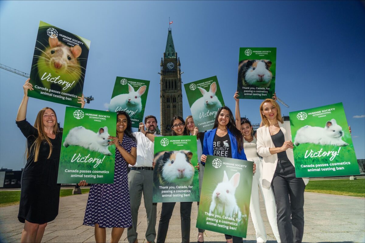 Major Win Canada Just Banned Cosmetics Animal Testing And Trade A   Image 1 1200x800 