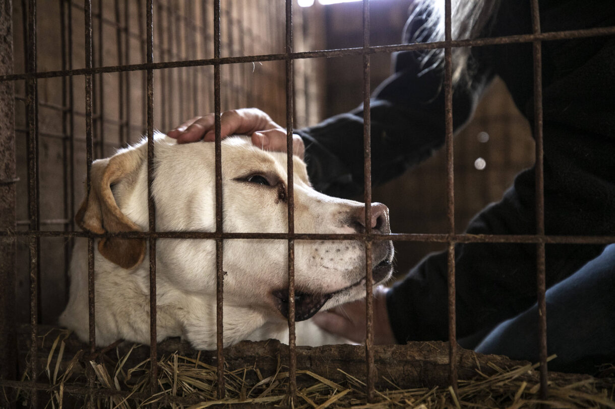 korean dog meat