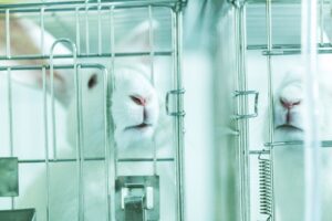 Major win: Canada just banned cosmetics animal testing and trade