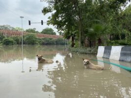HSI/India helps animals as heavy rains flood New Delhi