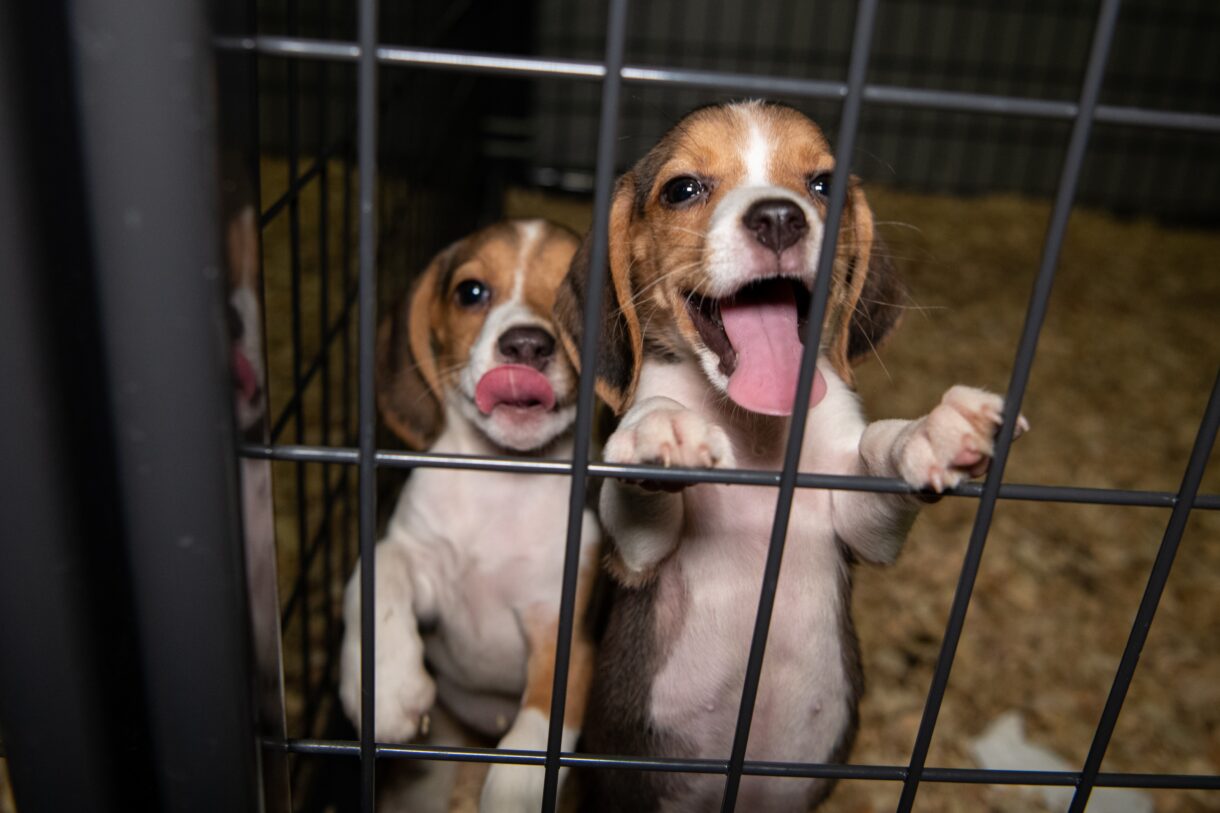 Two dogs in a small cage facing the camera