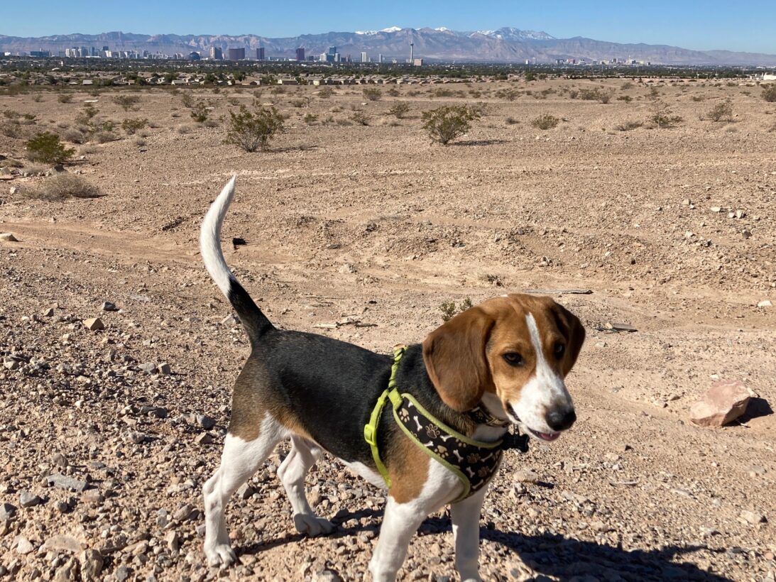 Meet Enzo, one of nearly 4,000 beagles who was spared from laboratory life 1 year ago