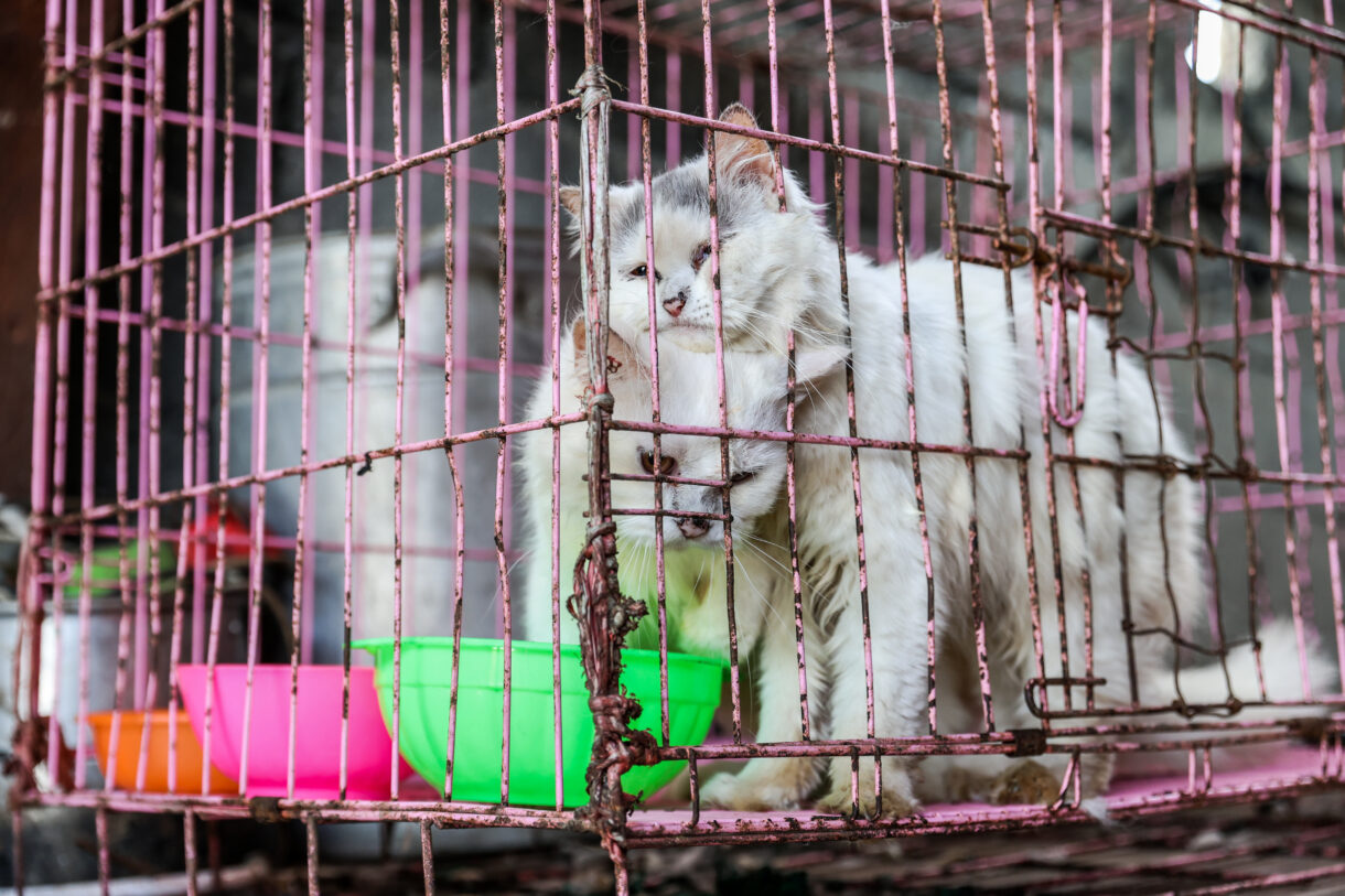 At infamous Indonesian market, decades of animal cruelty are finally over