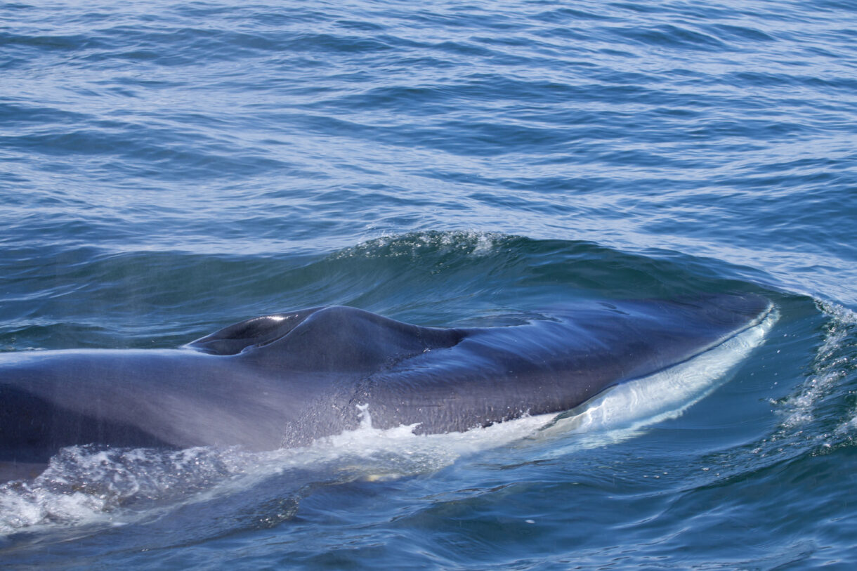 Iceland canceled its 2023 whale hunt. Now it’s time to stop whaling for good.