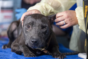 Dogs saved from suspected dogfighting operation are beginning to recover