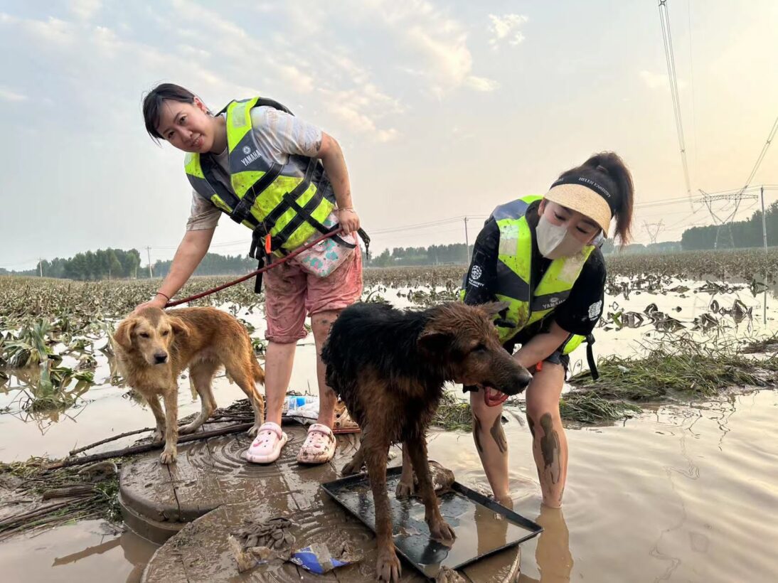 Disasters in Greece, Beijing, Maui and elsewhere highlight the need to help animals