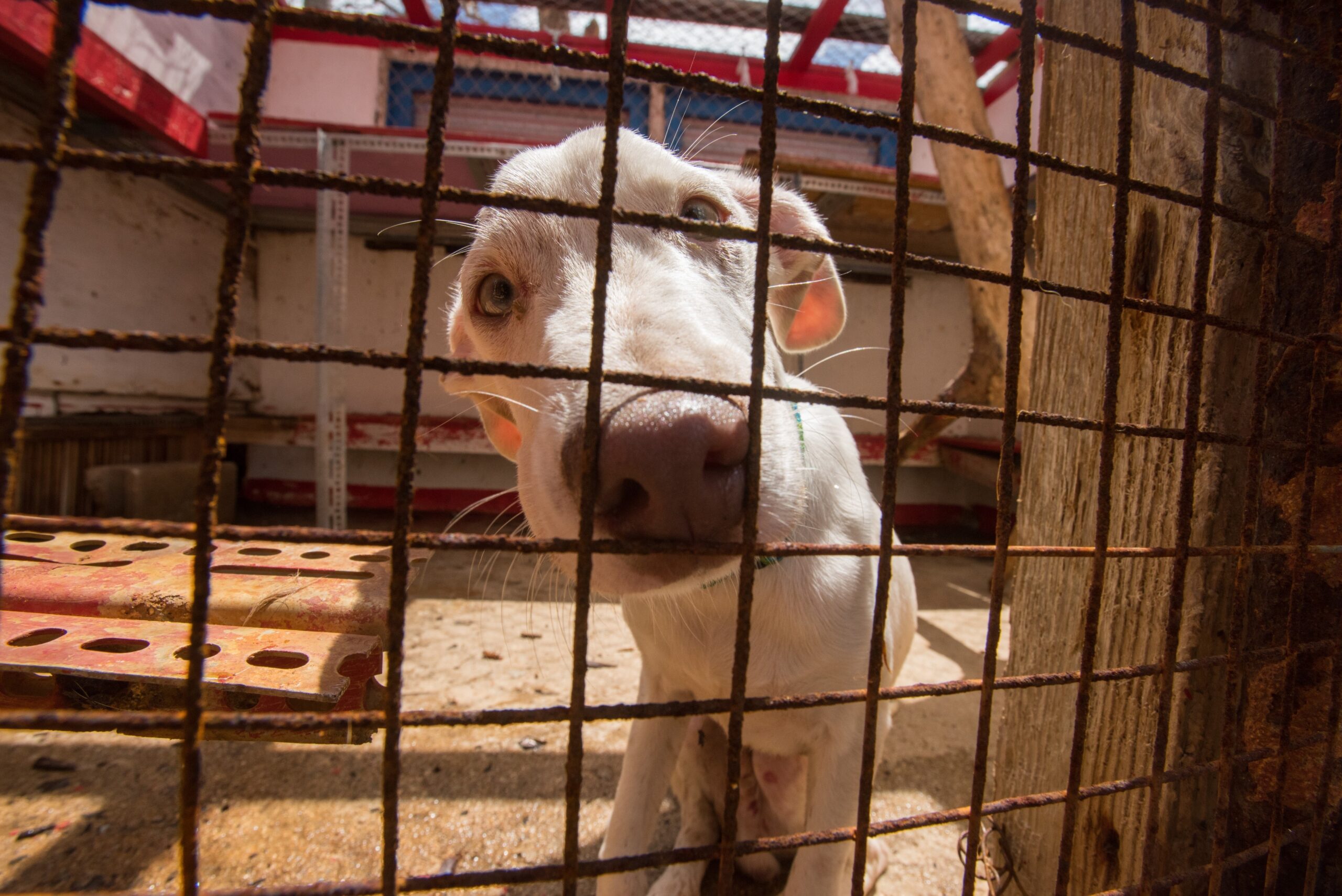 Rescued Farm Animals Up Close and Personal - Feature Shoot