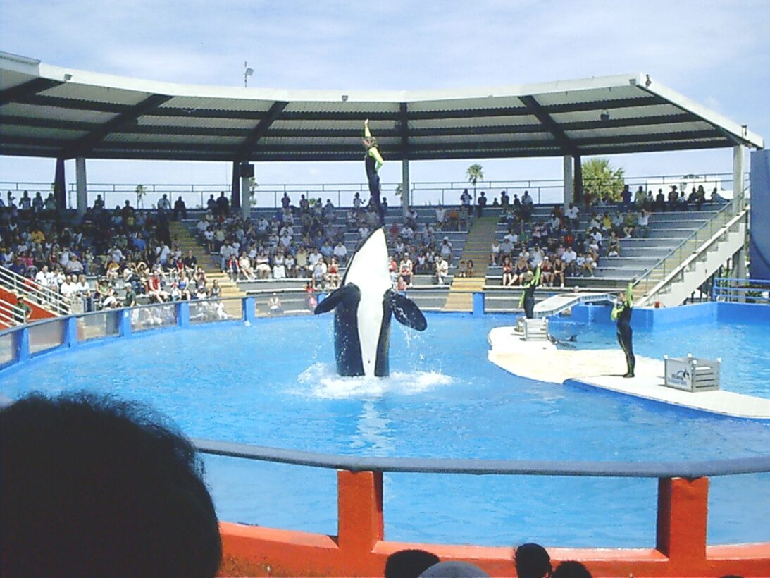 Remembering the life of Tokitae, AKA Lolita, the orca whale