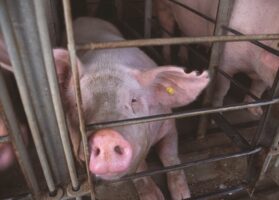 EATS Act could devour animal welfare laws and must be stopped