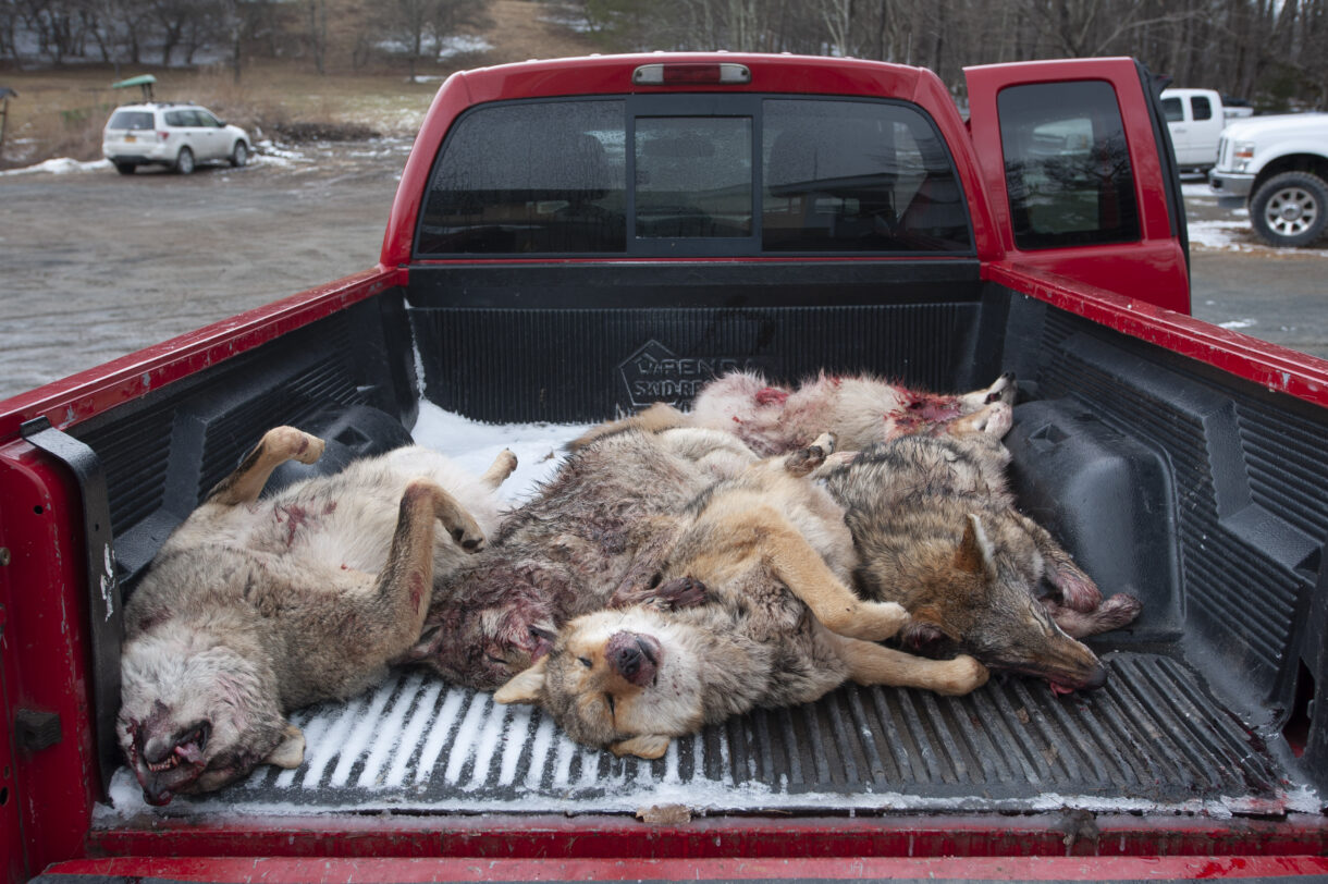 Oregon ends wildlife killing contests; New York poised to do the same